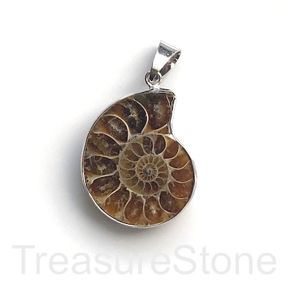 Pendant, Ammonite Fossil, 28x34mm. Sold individually.