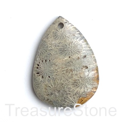 Pendant, Coral Fossil, 37x52mm. Sold individually.